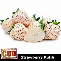 Bibit Strawberry Dari Biji